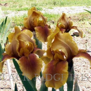 May include: Close-up of several yellow and brown iris flowers with ruffled petals. The flowers are in full bloom, showcasing their intricate details. The text "BLACK RIDGE IRIS" is visible at the bottom of the image.