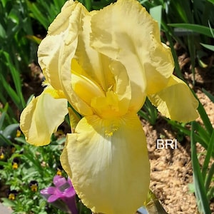 May include: A close-up of a vibrant yellow iris flower in full bloom. The flower has large, ruffled petals with a gradient of color, transitioning from a bright yellow to a softer, creamy hue. Green foliage and other flowers are in the background.