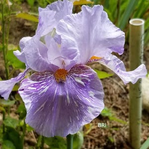 May include: A close-up of a light purple iris flower with white veining and a yellow center. The flower has ruffled petals and is in full bloom. The stem is green, and the background is blurred with green foliage.