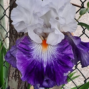 May include: A purple and white iris flower with a white standard and falls with purple veining. The flower is in bloom and has a bright orange beard.