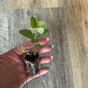 Live Eucalyptus Seedling/Plugs - Fresh Aroma Perfect for Garden & Home