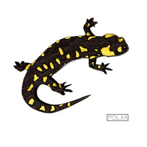Könnte beinhalten: Illustration eines schwarz-gelben Salamanders. Der Salamander hat einen schwarzen Körper mit gelben Flecken und Markierungen. Die Illustration befindet sich vor einem weißen Hintergrund. Der Text "POLAK" befindet sich in einem Kasten unten rechts.