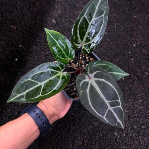 Puede incluir: Una planta Anthurium en maceta con hojas de color verde oscuro en forma de coraz&oacute;n y venas claras prominentes. El follaje tiene una superficie brillante y reflectante, y los tallos son de un color rojo p&uacute;rpura intenso, en una maceta negra.