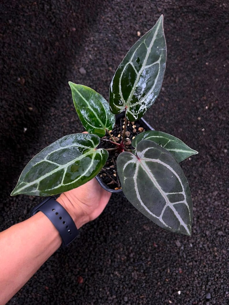 Puede incluir: Una planta Anthurium en maceta con hojas de color verde oscuro en forma de coraz&oacute;n y venas claras prominentes. El follaje tiene una superficie brillante y reflectante, y los tallos son de un color rojo p&uacute;rpura intenso, en una maceta negra.