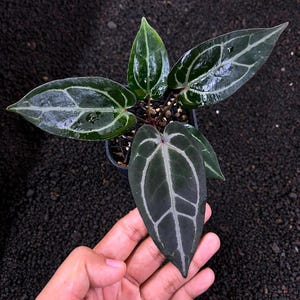 Anthurium zara x anthurium michelle - Etsy 日本