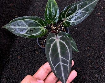 Híbrido raro de Anthurium Bvit x Zara Michelle – Planta de colección de hojas aterciopeladas