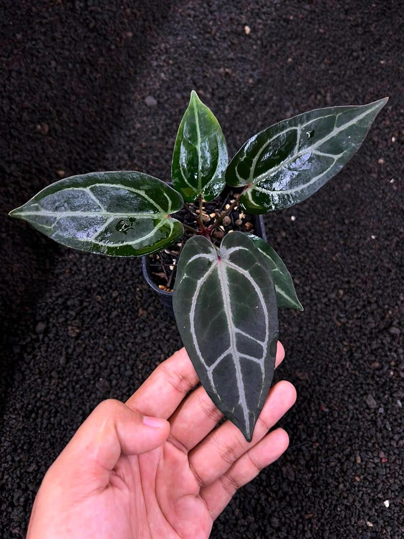 Puede incluir: Una planta Anthurium en maceta con tres hojas de color verde oscuro en forma de coraz&oacute;n y venas claras prominentes. El follaje tiene una textura brillante y suave con una punta puntiaguda. La planta est&aacute; en una peque&ntilde;a maceta de pl&aacute;stico negro.