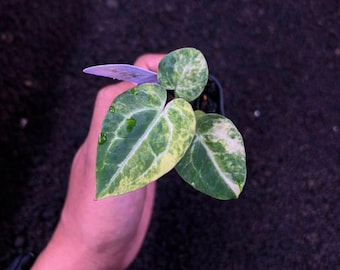 Mint Variegated Anthurium Papi Magni x Michelle - Collector Aroid Hybrid