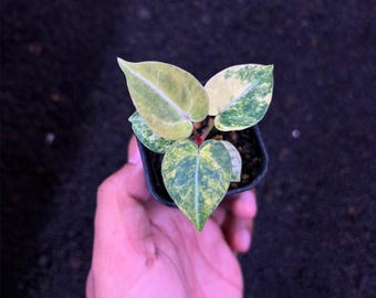 Anthurium Papi Magni x Michelle de alta variedad - Aroid Live Plan Ultra Raro