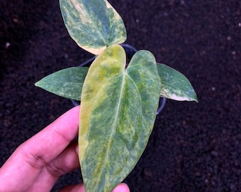 Anthurium Papillilaminum Variegado x Híbrido Fortsherman - Terciopelo Planta de interior rara