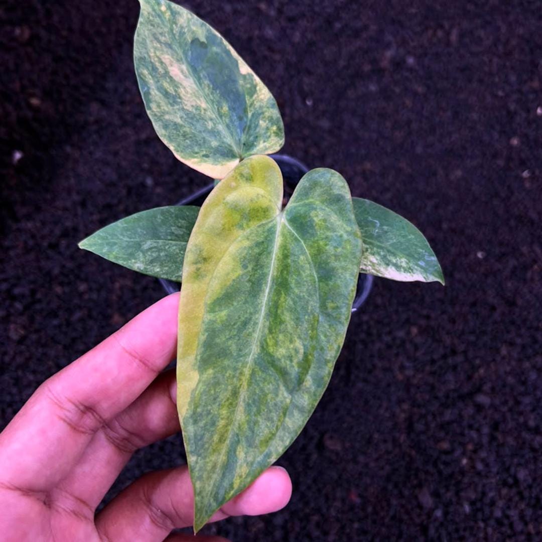 Anthurium papillilaminum - Etsy 日本