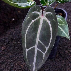 Híbrido raro de Anthurium Bvit x Zara Michelle – Planta de colección de hojas aterciopeladas imagen 2