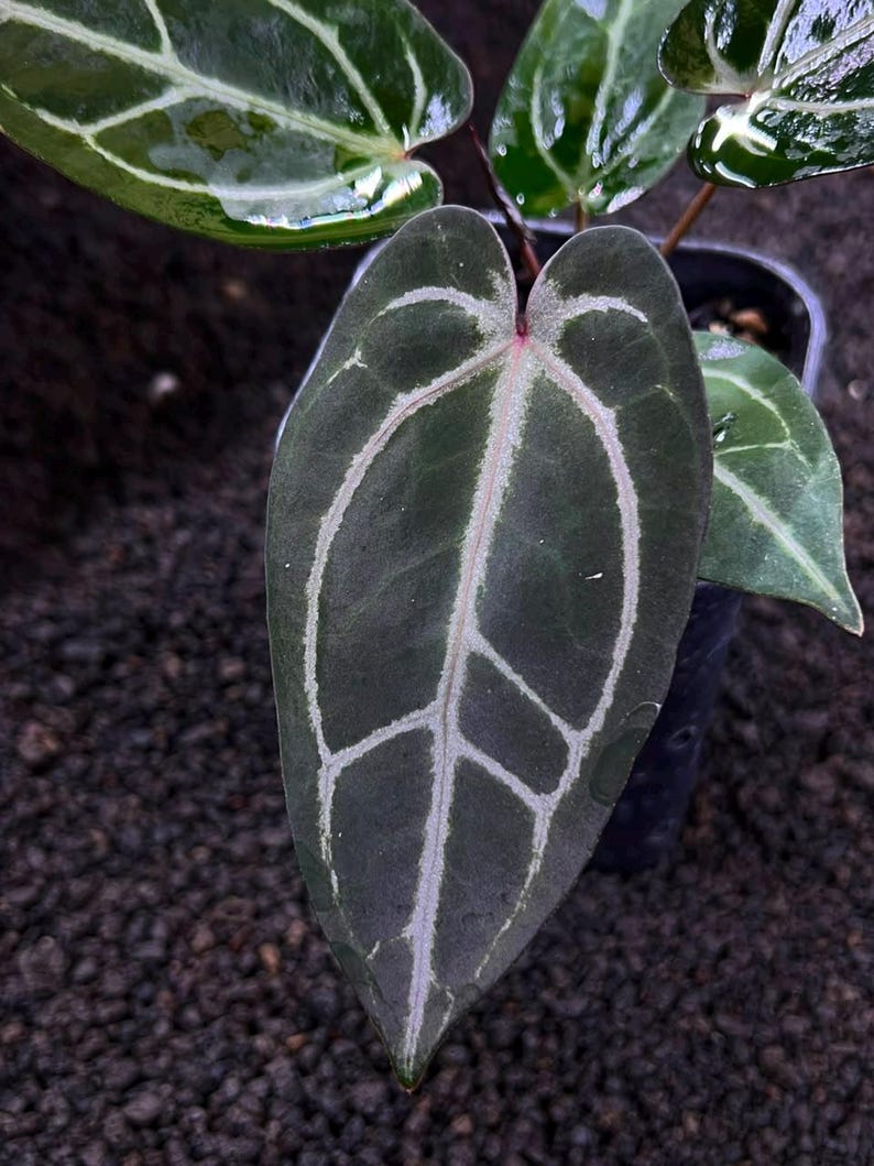 Híbrido raro de Anthurium Bvit x Zara Michelle – Planta de colección de hojas aterciopeladas imagen 2