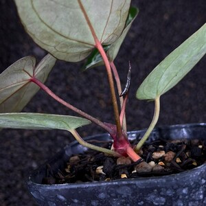 Puede incluir: Una peque&ntilde;a planta de interior con hojas en forma de coraz&oacute;n de color verde plateado y venas rojizas prominentes. La planta tiene tallos de color rosa rojizo que emergen de una base central y est&aacute; en una maceta de pl&aacute;stico oscura.