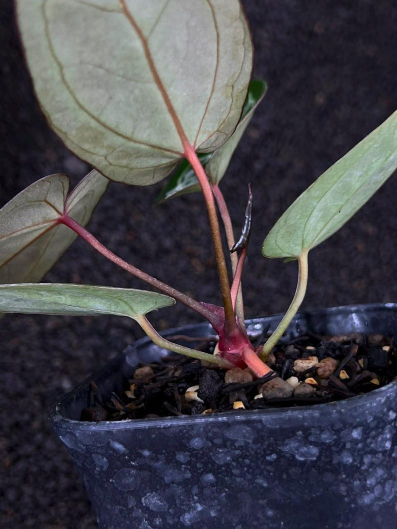 Puede incluir: Una peque&ntilde;a planta de interior con hojas en forma de coraz&oacute;n de color verde plateado y venas rojizas prominentes. La planta tiene tallos de color rosa rojizo que emergen de una base central y est&aacute; en una maceta de pl&aacute;stico oscura.