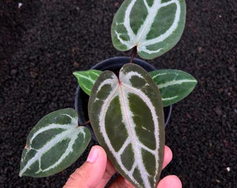 Anthurium Dark Velvet Bvit x Zara Michelle - Planta viva con vetas plateadas