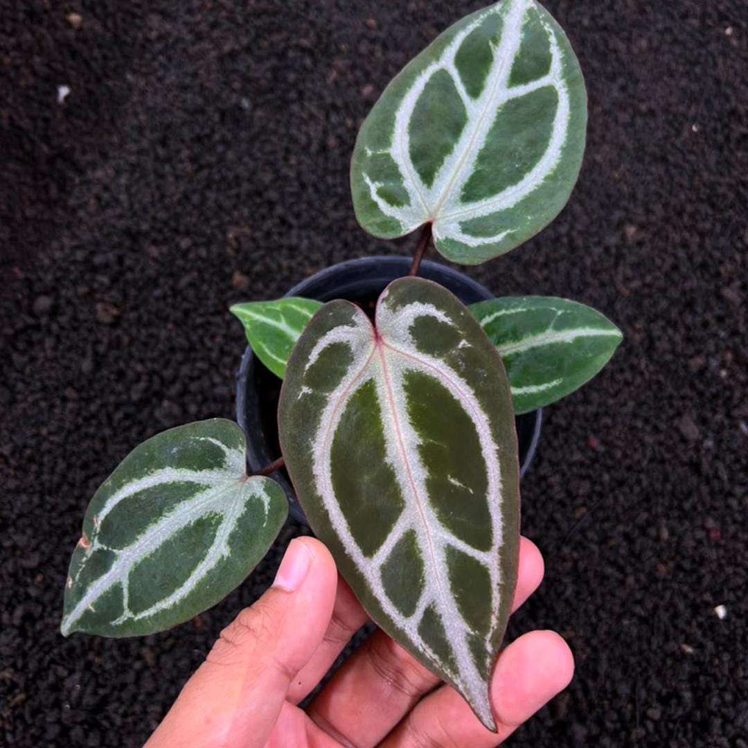 Anthurium zara x anthurium michelle - Etsy 日本