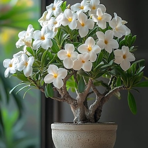 Plumeria Bonsai - Etsy