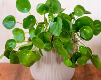 Planta del dinero china / Pilea peperomioides Planta de interior para la decoración del hogar y la oficina