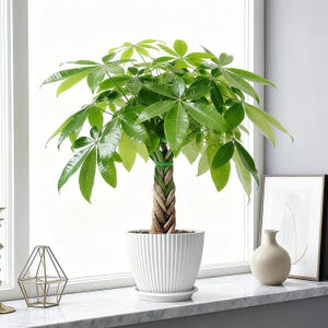 parlor palm flowers Parlor Palm | Indoor Plant | Tropical Plant | Chamaedorea elegans | Potted  Plant