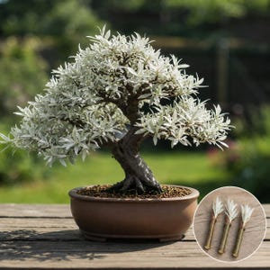Dwarf willow - Etsy.de