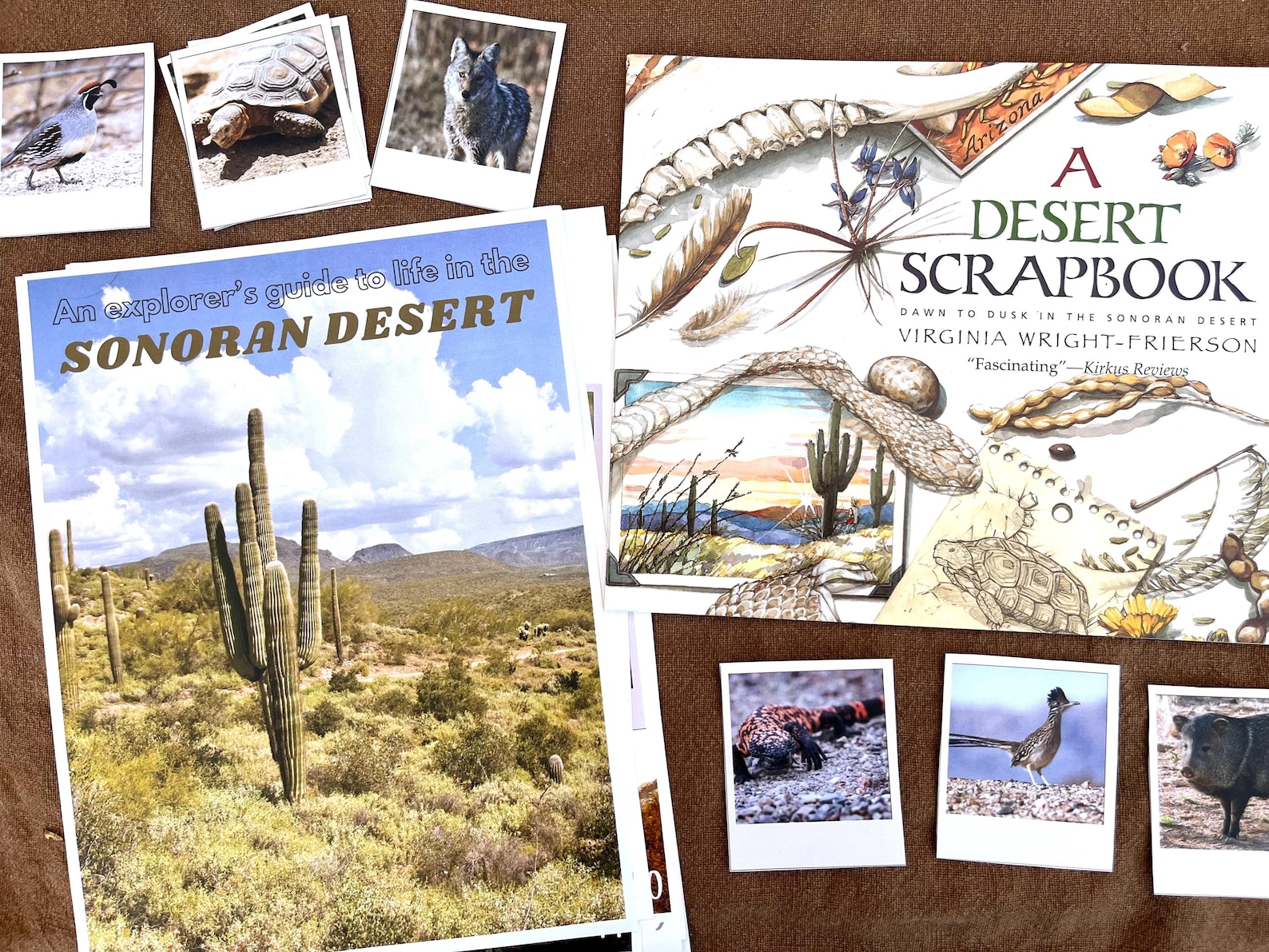 An Explorer's Guide to Life in the Sonoran Desert: Unit Study for ...