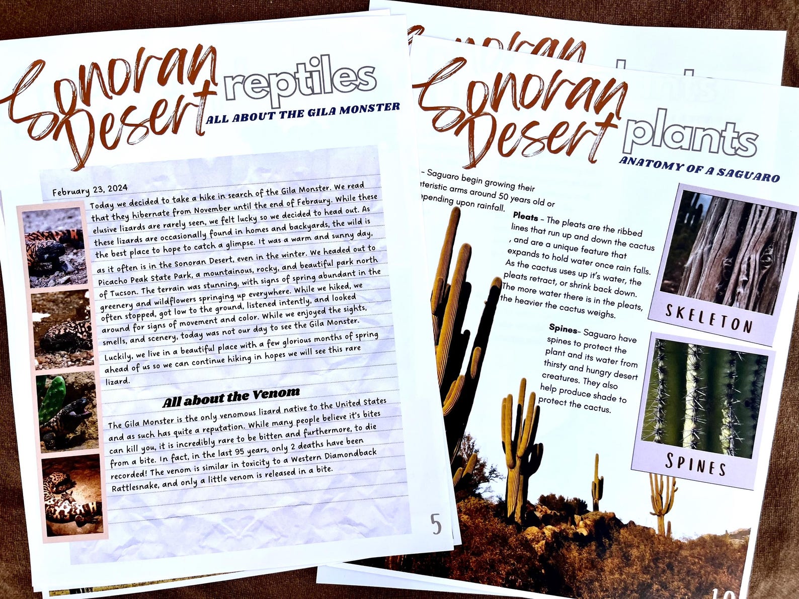 An Explorer's Guide to Life in the Sonoran Desert: Unit Study for ...