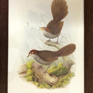 Original Antique Rufous Bristlebirds (Sphenura broadbenti) Picture: The Birds of Australia by John Gould