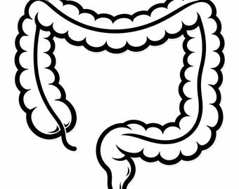 Anatomía del colon SVG, archivo de corte del contorno del intestino grueso, PNG de órgano médico para grabado láser Cricut, regalo original para enfermeras (descarga digital)