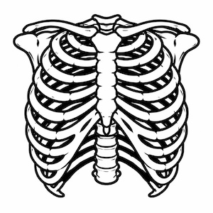 May include: A black and white illustration of a human rib cage. The image shows the sternum and ribs in a detailed, anatomical style. The design is a simple, bold outline, perfect for medical or Halloween-themed products.