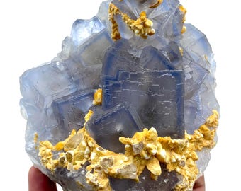 May include: A cluster of blue fluorite crystals with a cubic structure, accented by golden-yellow mineral formations. The fluorite has a translucent quality, and the specimen is held in a hand against a white background.
