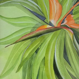 Bird of Paradise