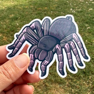 Eupalaestrus campestratus tarantula art, Pink Zebra Beauty spider sticker for notebook, journal, water bottle