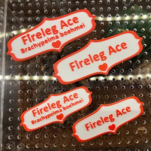 Custom 3D Printed Magnetic Pet Name Tag: Tarantula, Jumping Spider, Reptile, Invertebrate Enclosure Decor