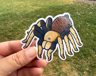 Aphonopelma chalcodes tarantula art, Arizona blonde spider sticker for water bottle, notebook, journal