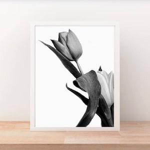 Pode incluir: Uma fotografia a preto e branco de uma única tulipa com o seu caule e folhas.