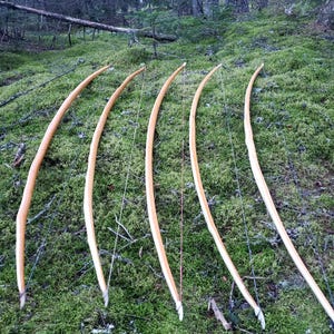May include: Six wooden longbows are arranged on a bed of green moss. The bows are light brown with a curved design and taut bowstrings. The background features a forest with trees and a fallen log, creating a natural setting.