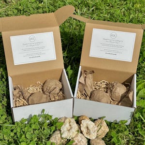 Caja Misteriosa de Cristal: Geodas de Kentucky y Trozos de Ágata