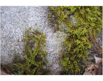 Moos auf Granit - Fine Art Naturfotografie, Waldlandschaft aus Neuengland