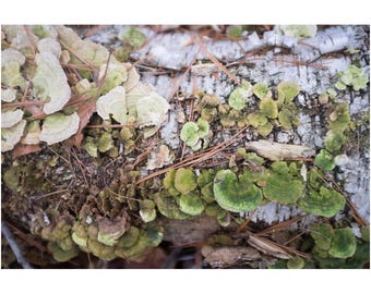 Birken-Baumstamm Fine Art Print: Pilz, Tannennadeln, New England Woodland