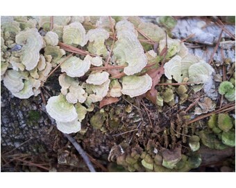 Waldfotografie: Pilz, Moos und Blätter - New England Nature Art