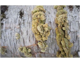 Pilz am Holzstamm: Fine Art Print: New England Woodland Photography