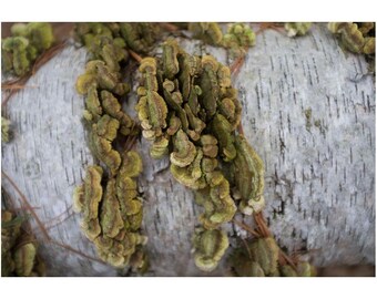 New England Forest Fotografiedruck: Pilz auf Birkenstamm