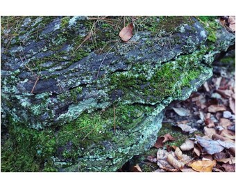 Moos und Herbst Blätter Naturfotografie: New England Woodland Wall Art