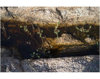 Felsen und Schatten - Fine Art Naturfotografie Druck, Waldlandschaft aus Neuengland