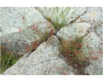 New England Naturfotografie Druck: "X in Rocks" Woodland Wandkunst