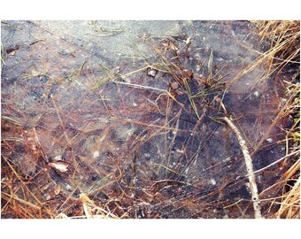 Tote Blätter unter dem Eis Fotografie Druck - New England Woodland Wall Art