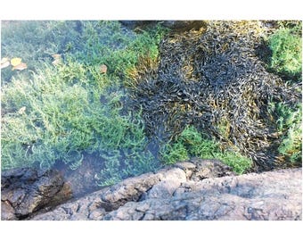 Seegras & Granit Kunstdruck: New England Küsten Fotografie