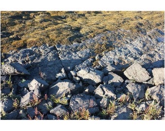 Küsten Felsen und Algen Poster: New England Fine Art Photography
