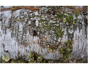 Moos auf Birkenscheit Poster: New Hampshire Naturfotografie, Waldlandschaft